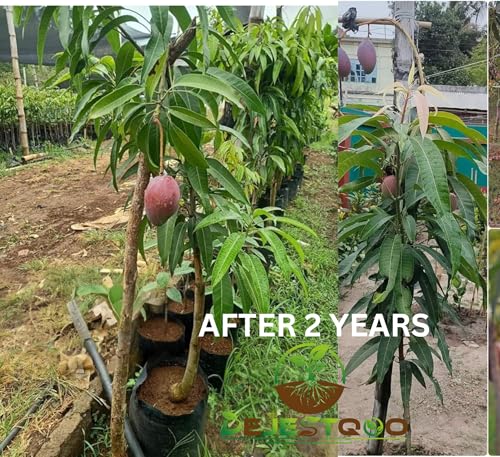 Image of World's Costliest Japanese Miyazaki Mango Plant Original Grafted (height 1.5-2.5 Feet) Mango Plant Hybrid Type Taiyo No Tamago Eggs Of Sun Exotic Tree For Your Garden