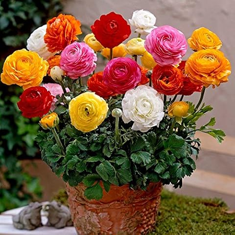 50 Mixed Ranunculus Peony Bulbs by Garthwaite Nurseries Cover