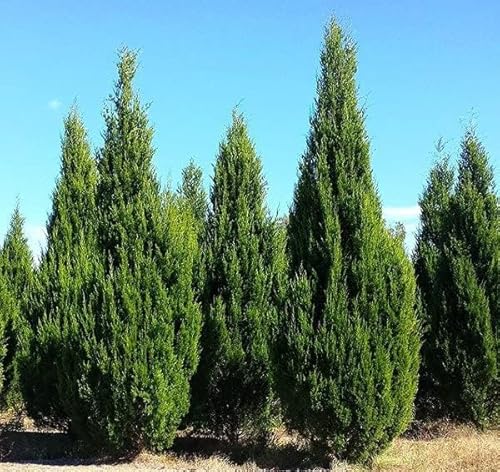 Brodie Southern Red Cedar Tree - Live Outdoor Evergreen, Fast Growing, Drought Tolerant Columnar Tree for Privacy Screens and Windbreaks, Low Maintenance, Garden Plant (1gal Pot, 2-3ft)