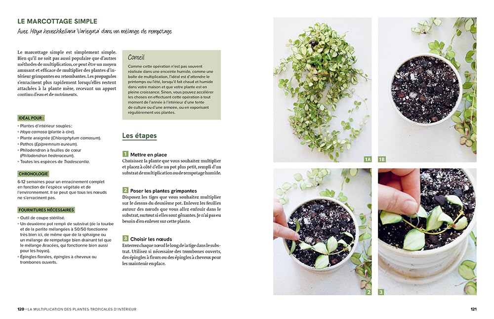Le guide de la multiplication des plantes d'intérieur - Toutes les techniques pour en prendre soin et les multiplier à l'infini