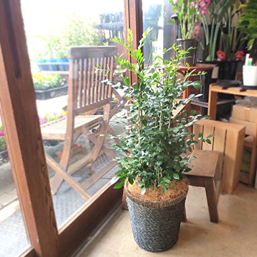 シルクジャスミン　リビングサイズ　８号　高さ115ｃｍ 楽天市場】シルクジャスミン 8号サイズ 鉢植え 別名オレンジ