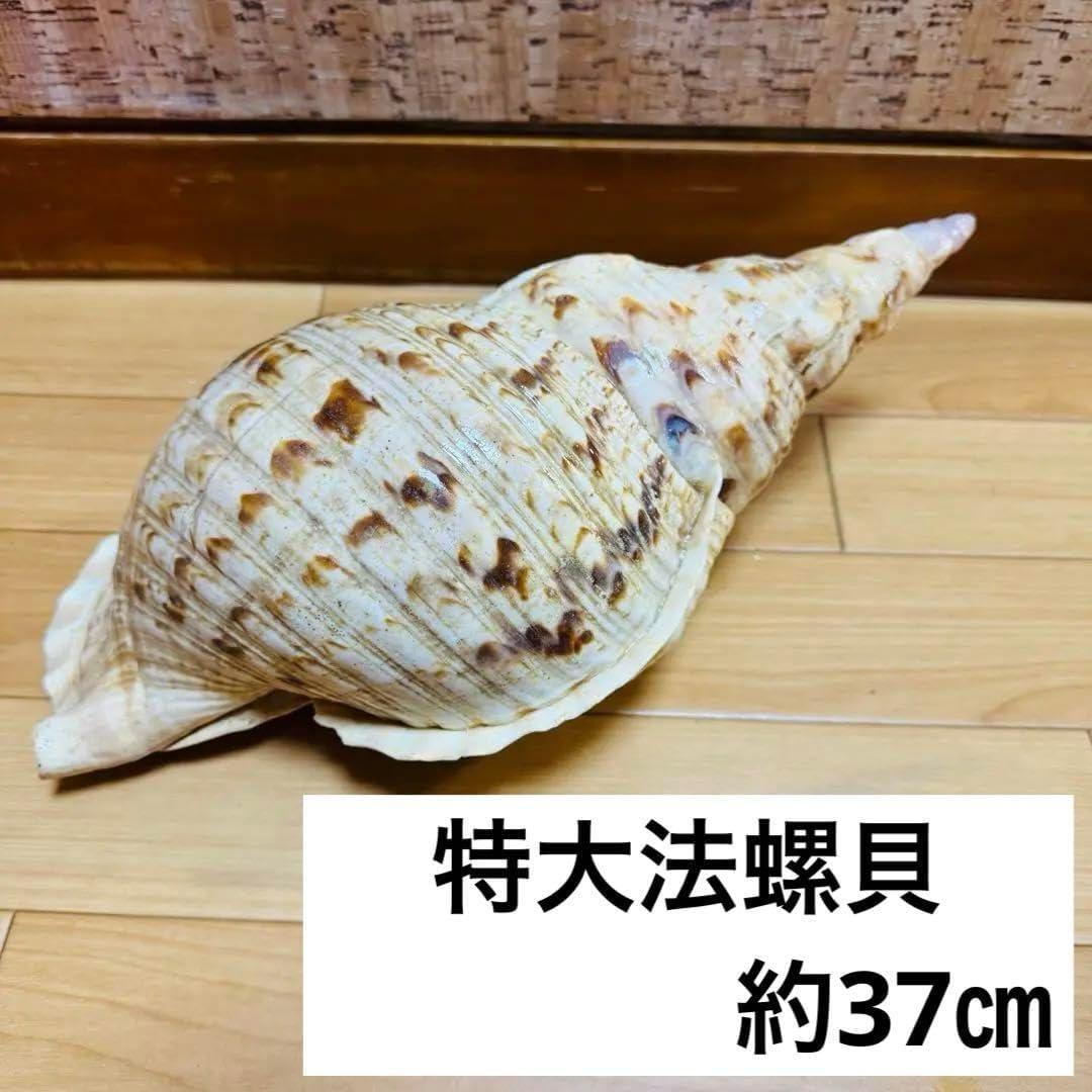 貝殻 特大法螺貝　螺旋状 ベージュ 茶色 約37cm 大き目　飾り物 貝殻 特大法螺貝 螺旋状 ベージュ 茶色 約37cm 大き目 飾り物