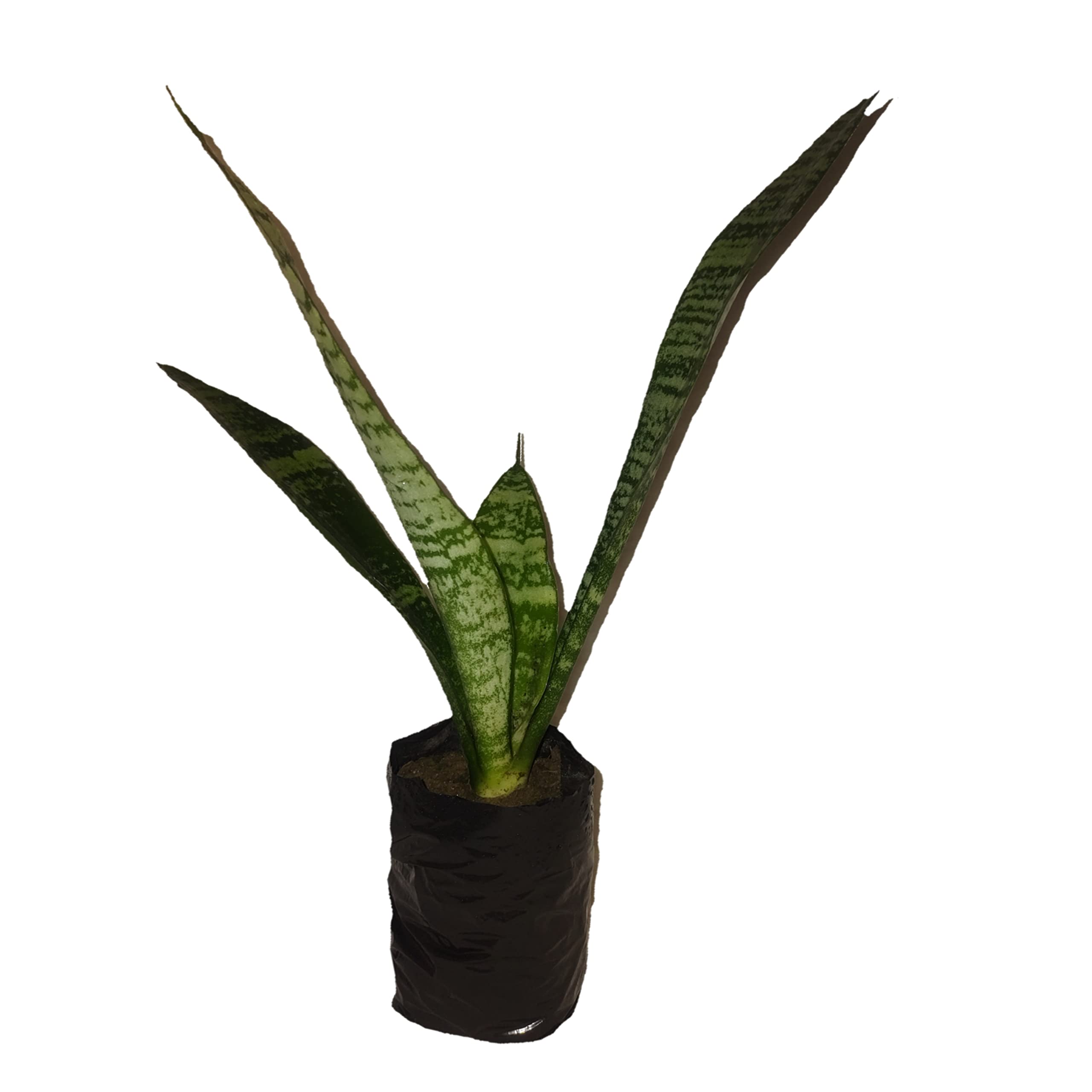 Happiness Planting Sansevieria selpline Snake plant Air Purifier Indoor Plant (Without Pot) (With Plant Care Guide) For Home,Garden & Offices (B09V18N727) Amazon Price History, Amazon Price Tracker
