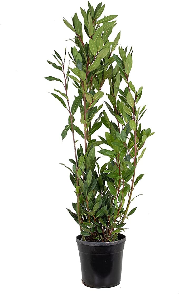 Laurel Árbol de Exterior Perfecto para Jardines
