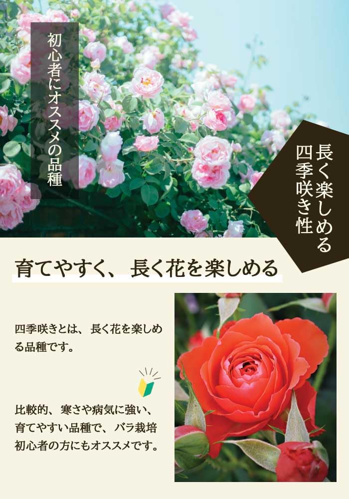 ルナルイです♪複数割引！紫雲　パパメイアン　マドーナ　バラ苗　薔薇　苗木 Amazon.co.jp: バラ 苗 パパメイアン 育てやすい ビギナーズ