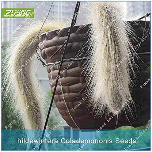 Kucus 100pcs Unique Cactus Cleistocactus Colademononis See ed Perennial Charisma Exotic Indoor Decorations Monkey Tail