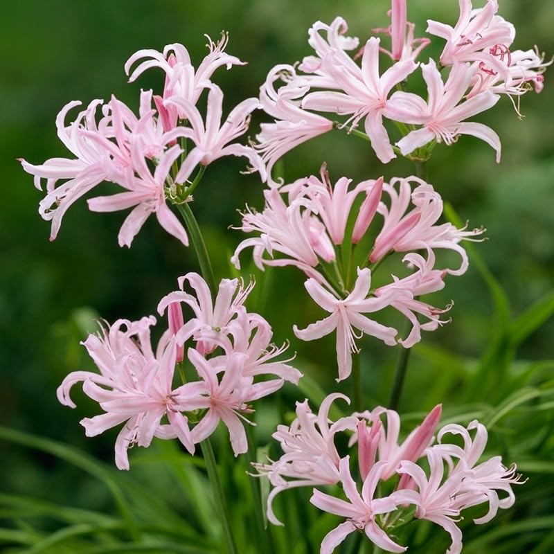 Japanese Spider Lily 2-pack