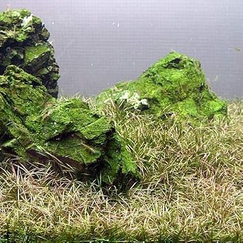 Amazon 水草 エキノドルス テネルス 無農薬 ５株 北海道航空便要保温 Charm チャーム 生体水草 通販