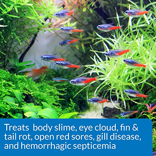 API FIN & Body Cure Freshwater Fish Powder Medication 10-Count Box - Image 5