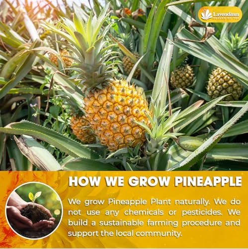 Image of Lavendium, Premium 6oz Dried Pineapple Slices, 100% Natural & Pure Pineapple, No Additives or Preservatives, Non-GMO, Plant-Based & Vegan, Perfect for Snacking, Baking & Smoothies