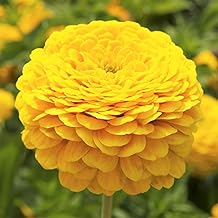 Canary Bird Zinnia Seeds - 200+ Count - for 2025 Planting Yellow Zinnia Elegans Giant Cut and Come Again Heat Tolerant Long Blooms Flower Grow Your Own Home Farm Patio Healthy