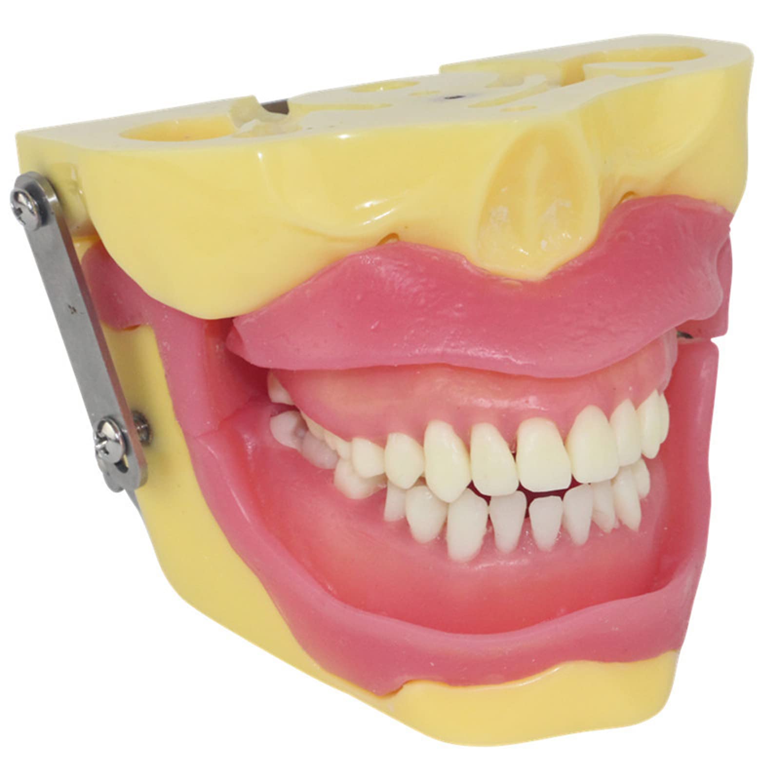 Buy Anesthesia Tooth Extraction Model Dental Teeth Model Teeth