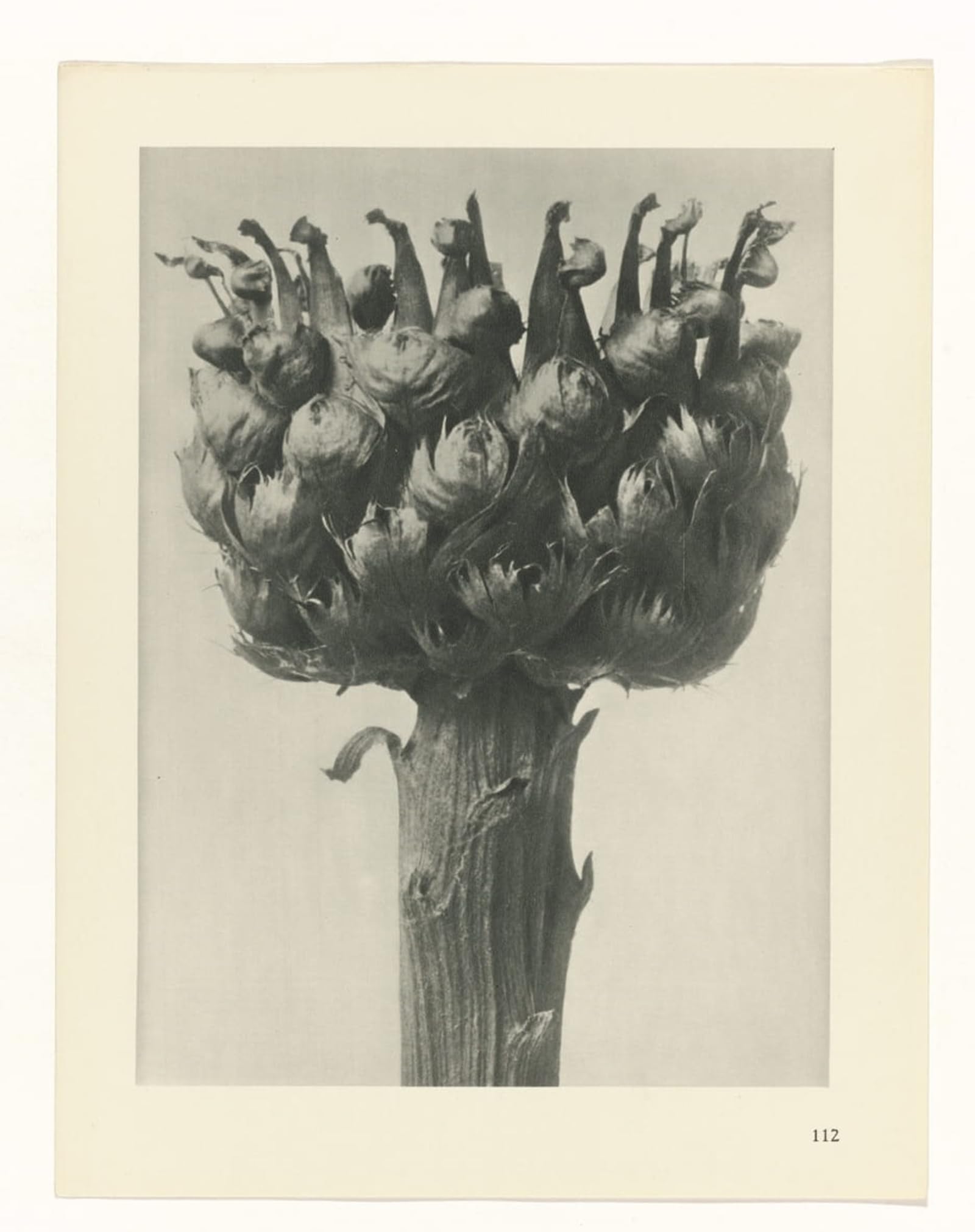 POSTERIIk Vintage Classic Picture Landscape Artwork Botanical Picture Painting Canvas Art by Karl Blossfeldt Portrait Canvas Painting for Office Home Decor 60x90cm