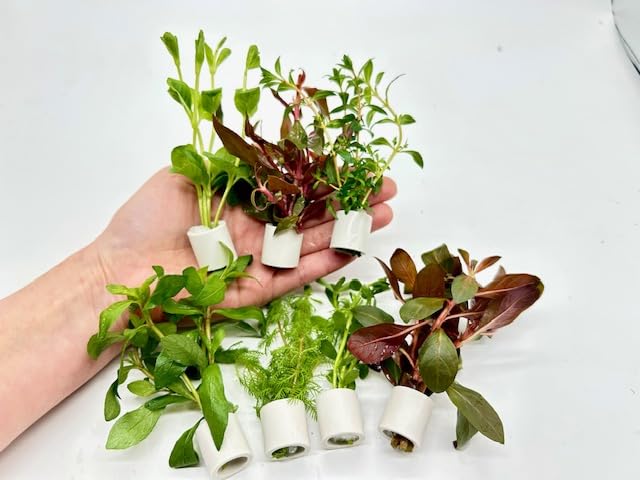 Amazon.co.jp: 置くだけ簡単 ホワイトリング水草セット 7種【無農薬