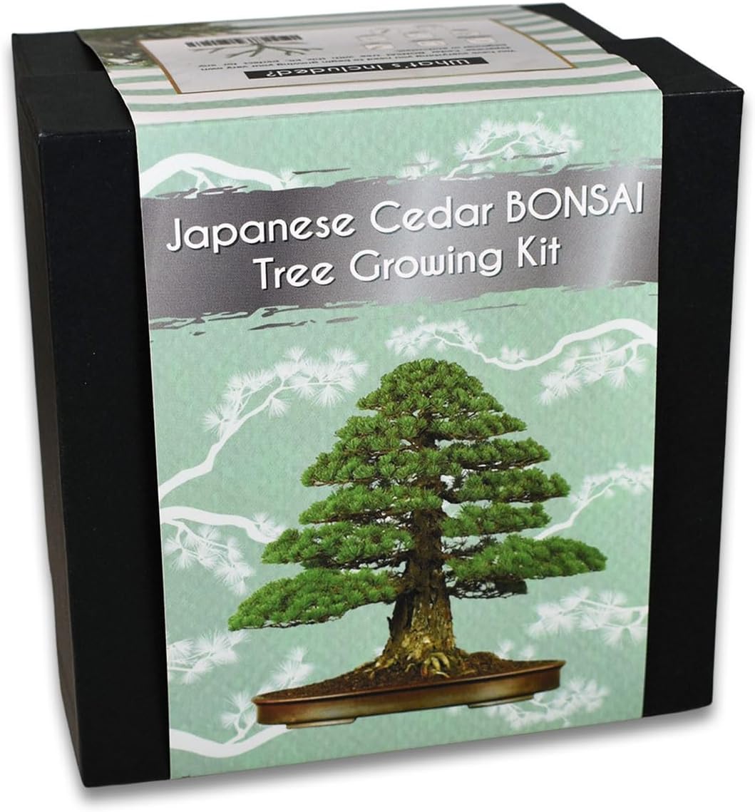 Japanese Cedar Bonsai Tree Growing Kit