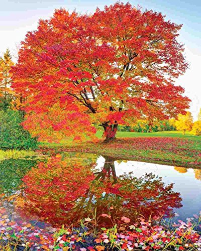 Springbok Puzzles - Maple Reflections - 1000 Piece Jigsaw Puzzle - Large 24 Inches by 30 Inches Puzzle - Made in USA - Unique Cut Interlocking Pieces