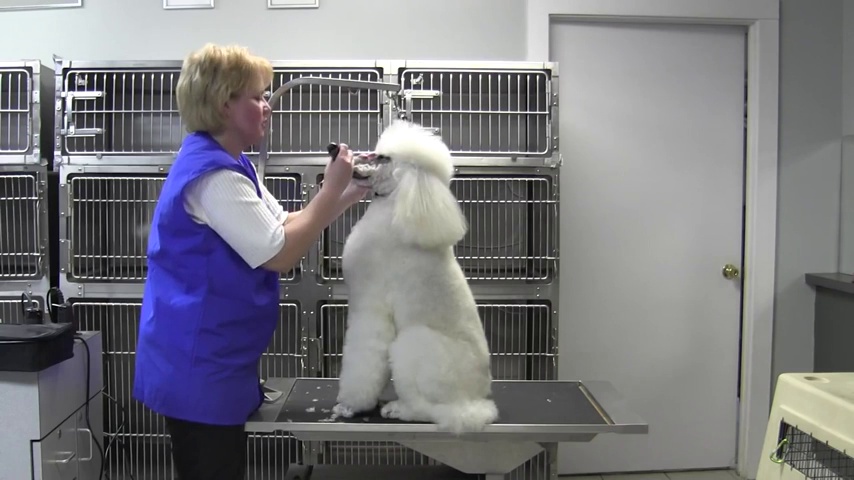 Amazon.com: Oster Cordless Pocket Trimmer