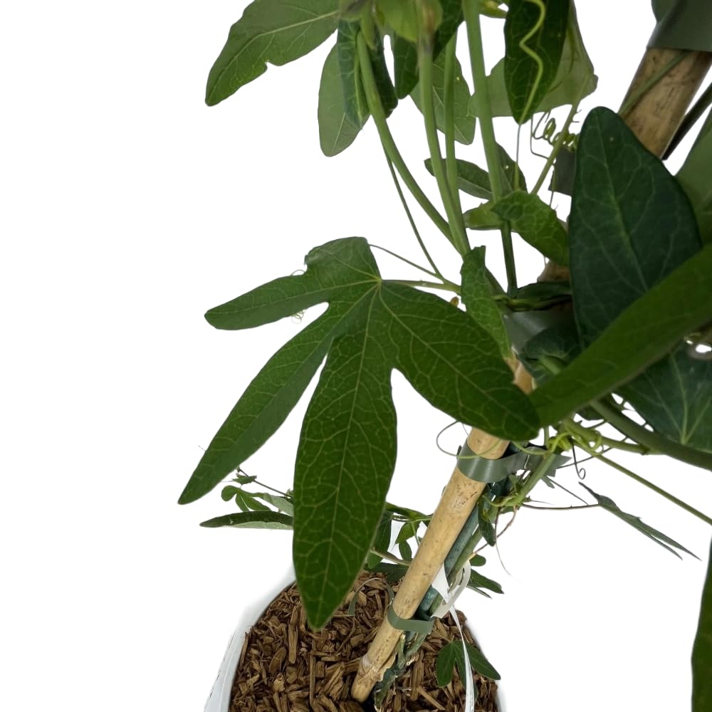 AMDGarden Pianta di Passiflora Caerulea Frutto della Passione Passion Fruit Rampicante per Esterni Fiori Bianchi e Blu Originaria del Sud America