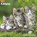 Kittens Wall Calendar (2017)
