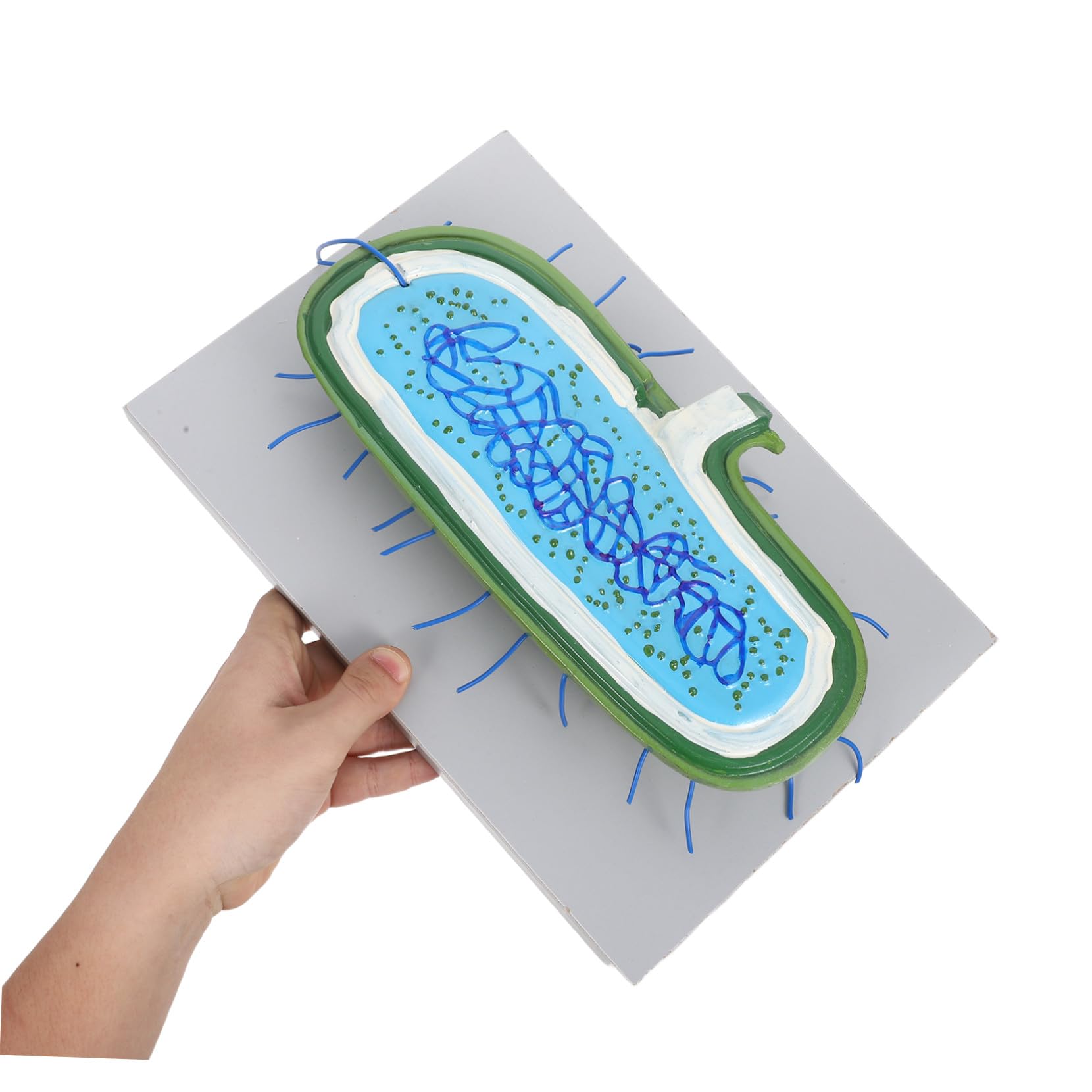 Vergrößertes mit Zellkernmodell Organellen für Biologieunterricht | Kunststoff, für Schüler und Klassenräume, Interaktives Lernmodell, Unterstützt Verschiedene Lehrmethoden