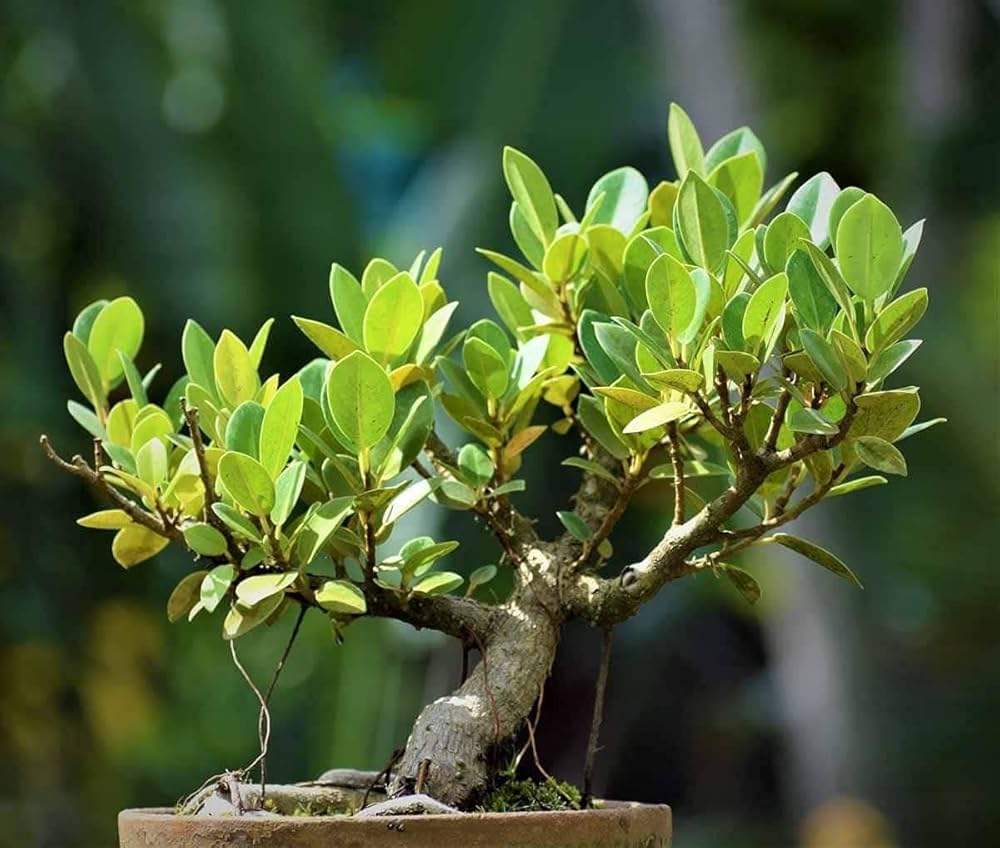 Live China Bot Plant, Ficus Microcarpa Live Plant Decorative/Ornamental plant, Healthy Indoor/Outdoor & Bonsai Tree (pack of-1) T_80-image-33