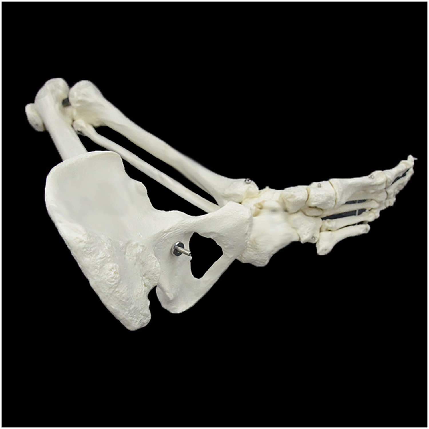 Fuß Skeleton Knochen-Modell - Medizinisches anatomisches Bein Skelett-Modell - Menschliches Bein Skelett-Modell mit Allen Knochen der Beine - für Wissenschaft Studie anzeigen