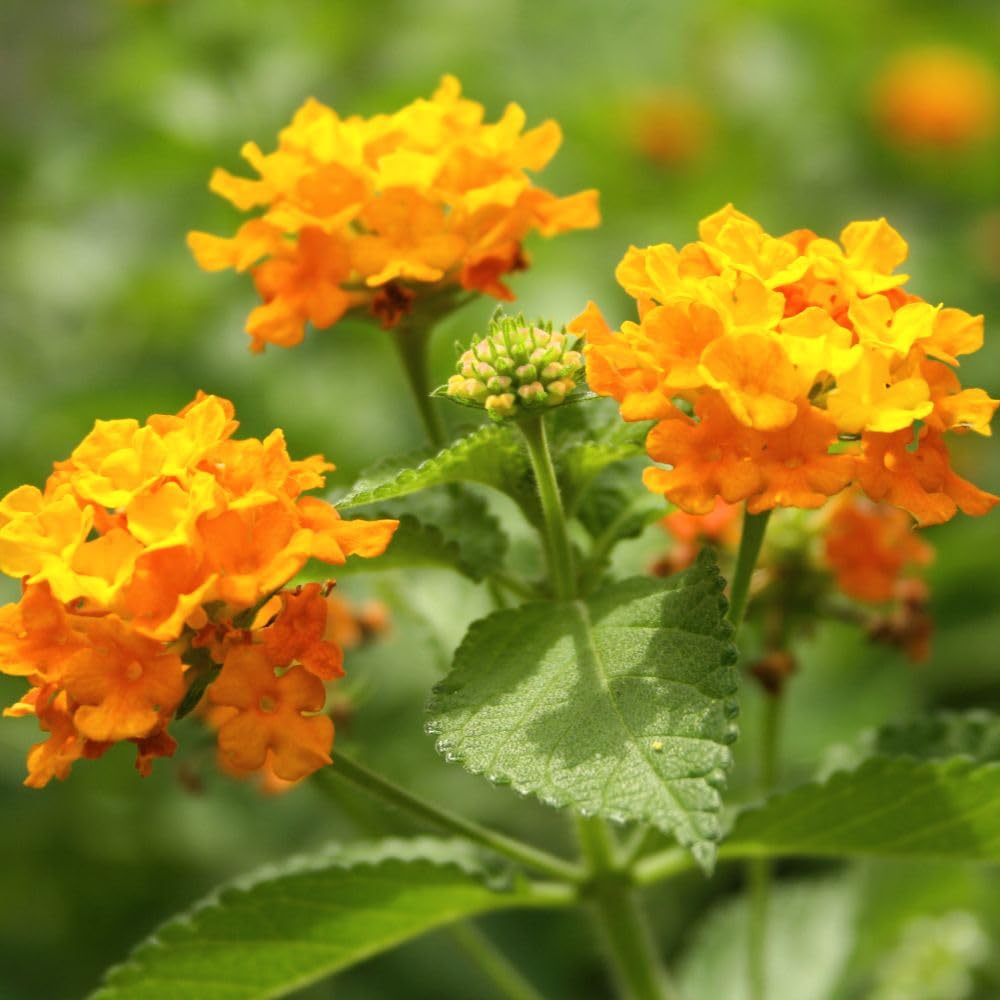 Lantana Camara Miss Huff Vibrant Clusters of Yellow and Orange Flowers Hardy Shrub Attracts Pollinators Drought Tolerant Perfect for Borders and Containers 1x 3 Litre Pot by Thompson and Morgan