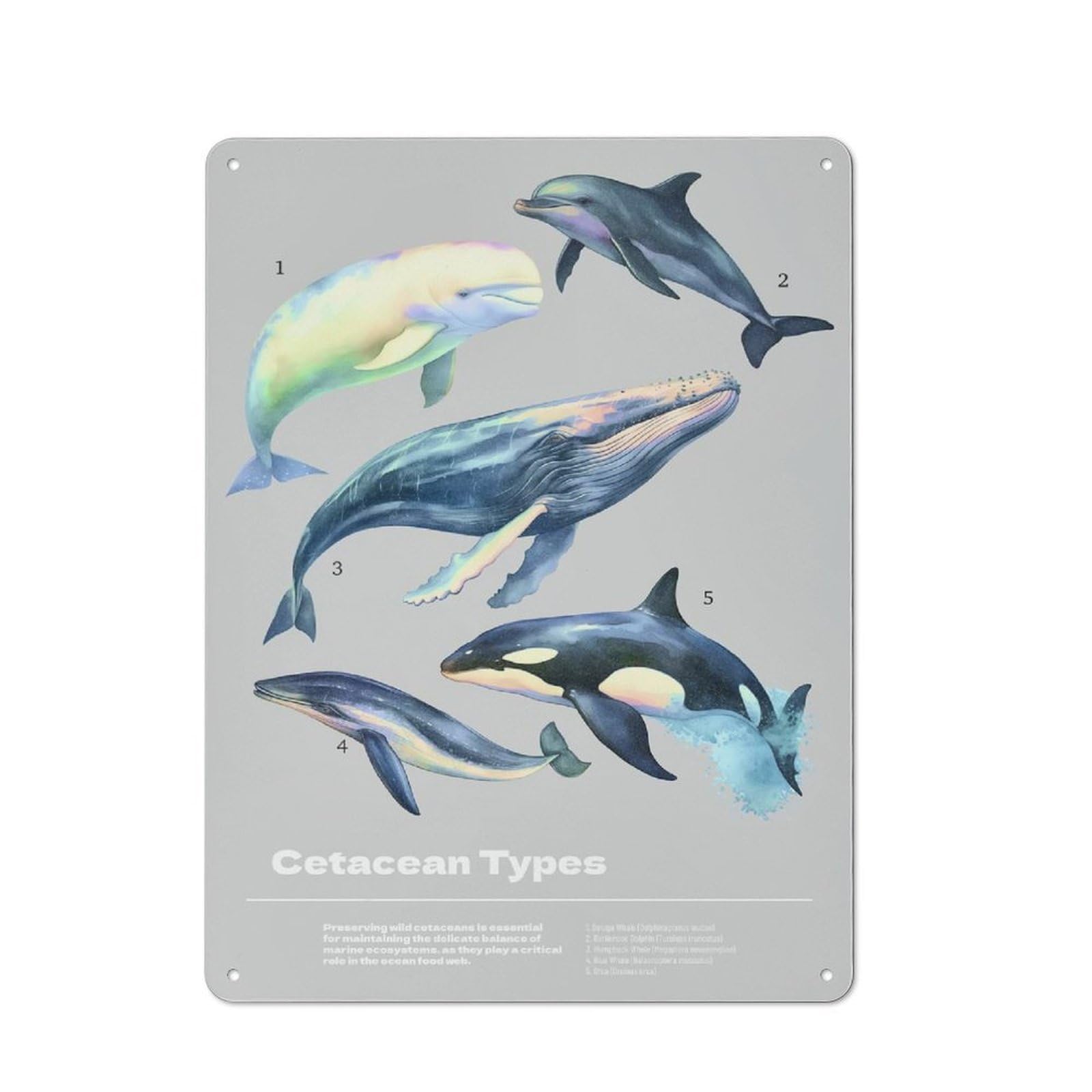 Cetacean Type Decorative Metal Sign 40x30cm, Understated Studio Wall Plaque for Hobby Room, Office, Lounge Or Living Room