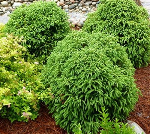 Globosa Nana Dwarf Cryptomeria image