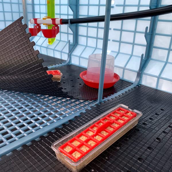 Hatching Time Poultry Starter Drinker, 12 oz, 350 ml, Clear PP Plastic (Polypropylene), Red Cup, Spill-Proof, Safe for Chicks, Add Vitamins, Perfect for Backyard Flock