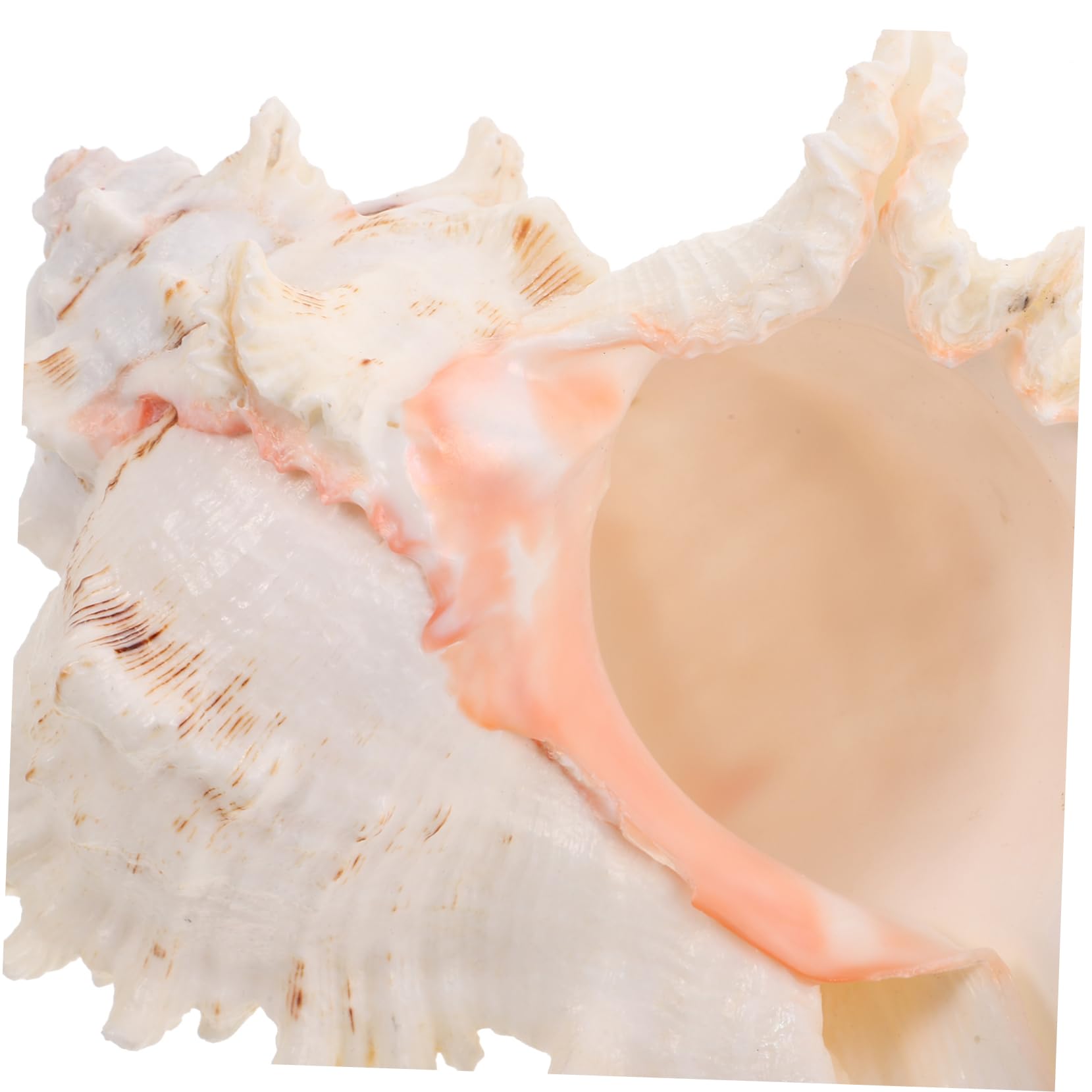 ABOOFAN Conchiglie Naturali Beige in Conch per Decorazioni Versatili da Vase Filler, Perfette per Centrotavola Matrimonio a Tema Spiaggia e Arredamento