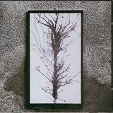 IVY GARDEN OF THE DESERT