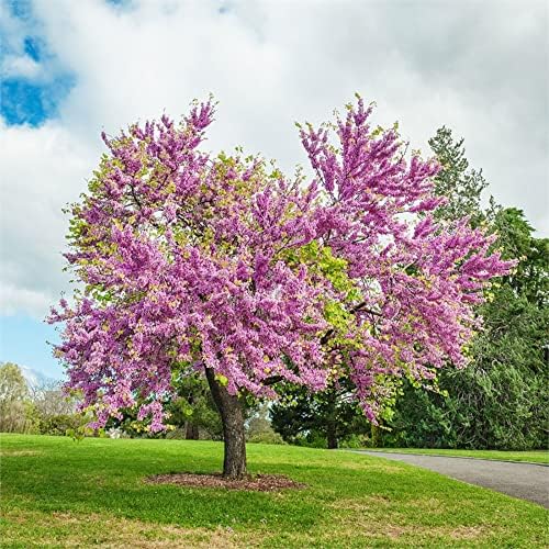 CHUXAY GARDEN Cercis Canadensis Seed,Eastern Redbud 20 Seeds Deciduous Tree Privacy Screen Attract Butterflies and Bees Excellent Addition to Garden