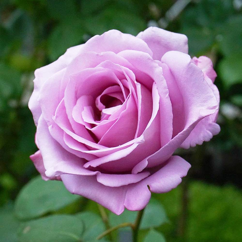 Amazon.co.jp: 四季咲き強香バラ苗 【ブルームーン】 1年生新苗 3.5号