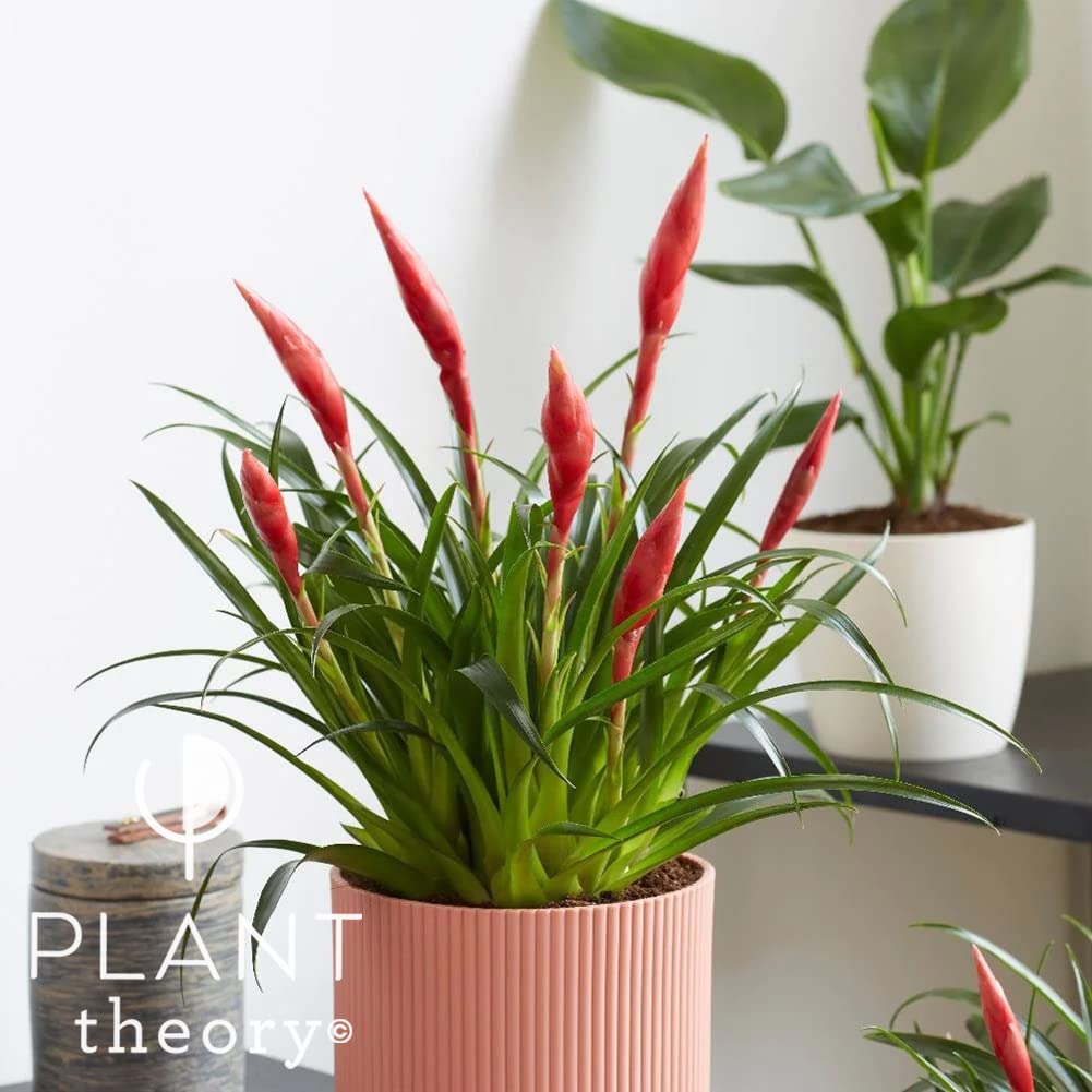 Plant Theory 40cm Vriesea Astrid Flaming Sword Indoor Plant 12cm Pot