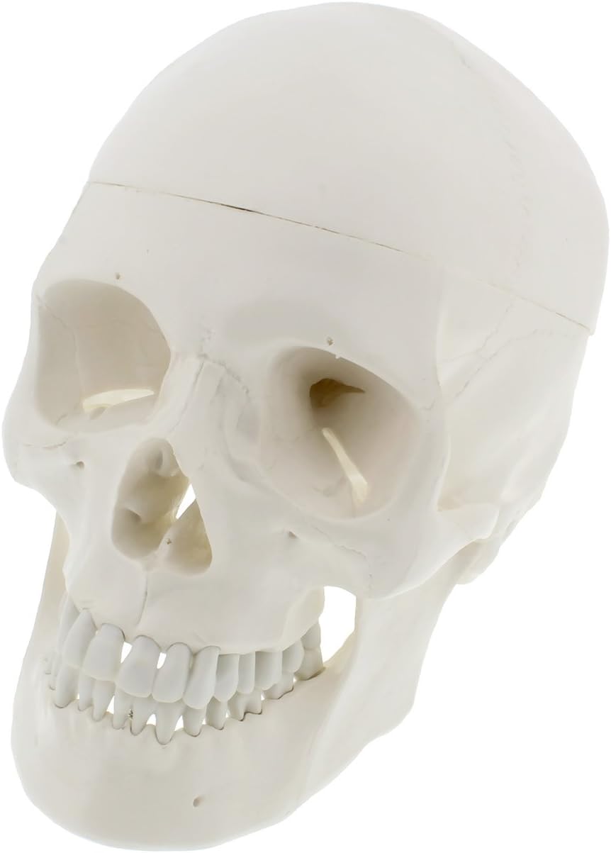 MonMed Medical Models Human Skull Anatomical Model – Life Sized Skull Replica with Removable Mandible and Skull Cap