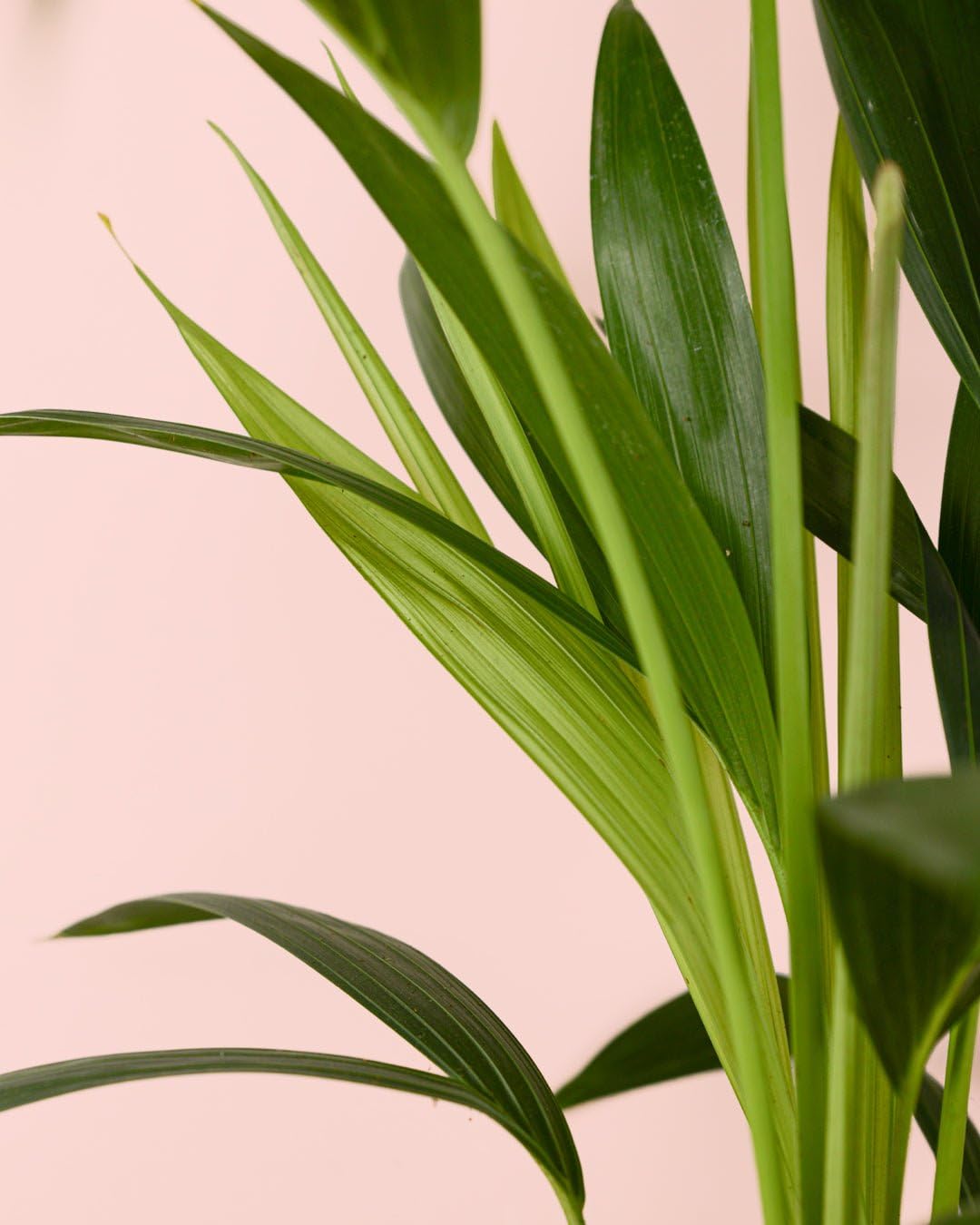 PUR PLANT Kentia (Howea Forsteriana) | Palmera Natural Elegante | Planta Apta Para Interior y Exterior en Climas Suaves | maceta de Ø17 cm