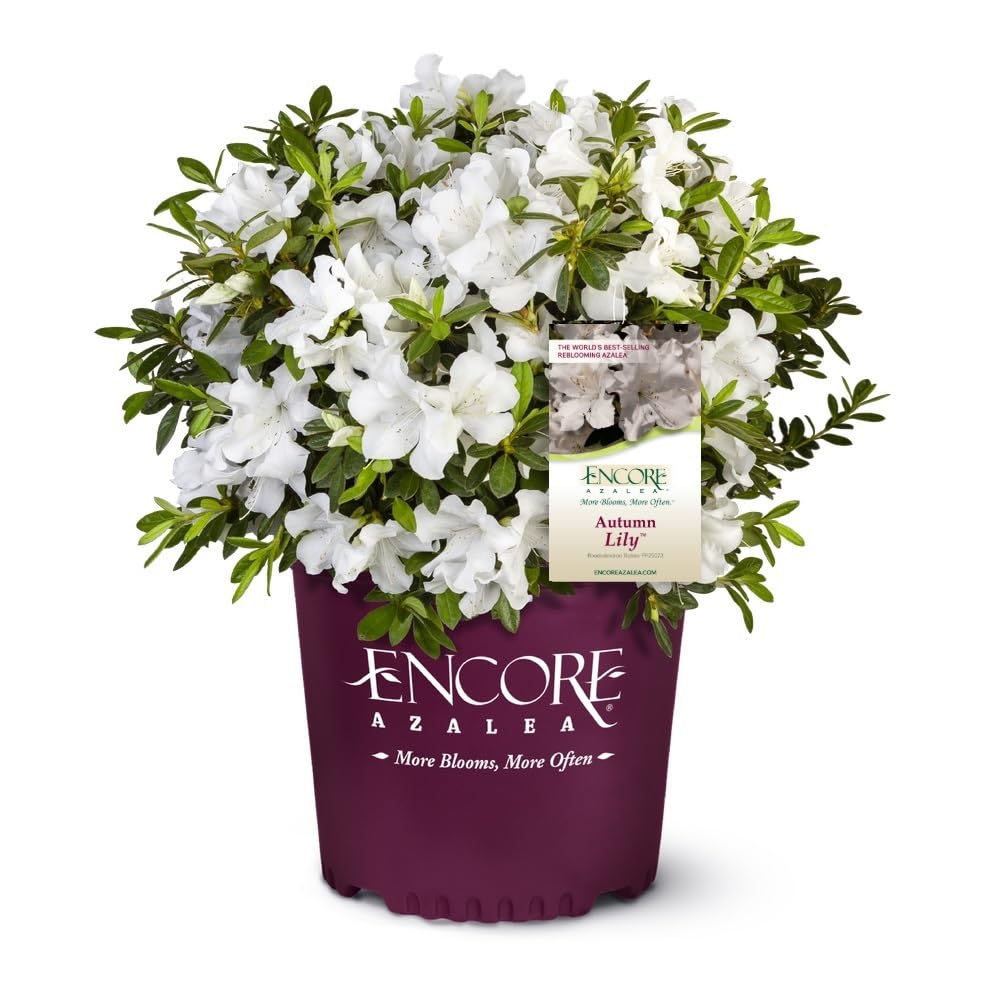 Encore Azalea Autumn Lily 3 Gal