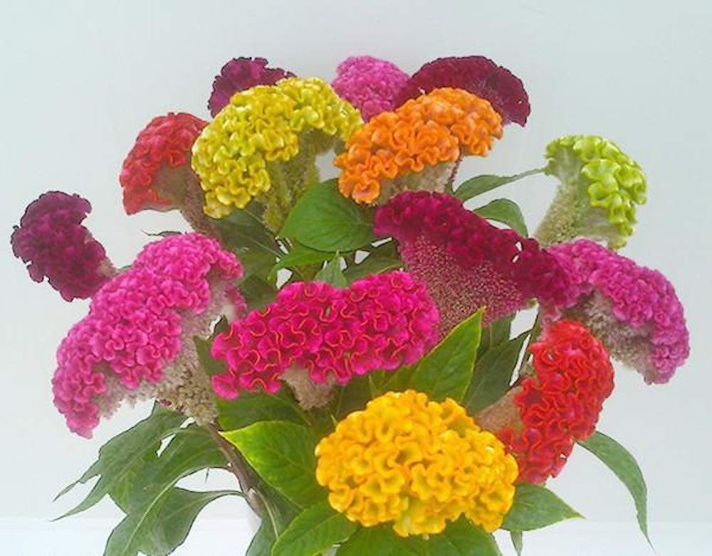 See full amazon price history chart for AllThatGrows Celosia Flower Seeds, Cocks Comb Dwarf Seeds, Cockscomb Flower Garden Seeds Pack of 500 Seeds AllThatGrows Celosia Flower Seeds, Cocks Comb Dwarf Seeds, Cockscomb Flower Garden Seeds Pack of 500 Seeds (B07GST9HYC) Amazon Price History, Amazon Price Tracker