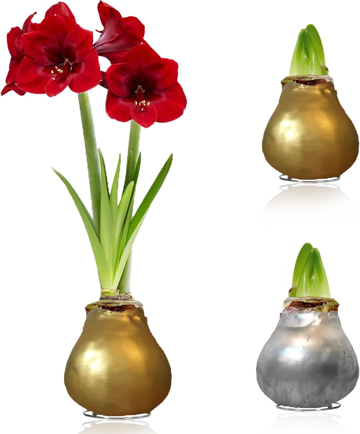 Amaryllis in Wachs Silber, Gold - Wachsamaryllis Blumenzwiebeln