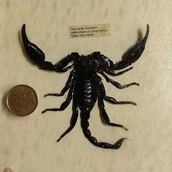 蠍の剥製 Yahoo!オークション - 【新品未使用】サソリ剥製 アクリル封入