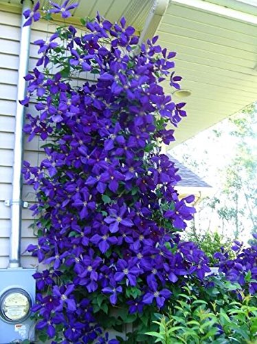 Pflanzen für Dich Kletterpflanze Clematis Hybride Hagley Hybrid, 1 St., Waldrebe