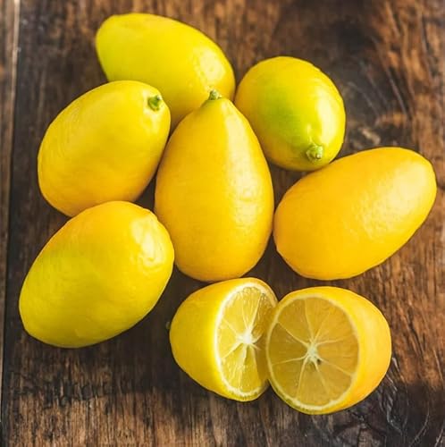 Limequat Tree Live for Planting, Limequat Plant Live in 1 Gallon Pot, Grafted Lime Kumquat Fruit Plant 2 to 3 Feet Tall, No Ship CA Limequat Tree Live for Planting, Limequat Plant Live in 1 Gallon Pot, Grafted Lime Kumquat Fruit Plant 2 to 3 Feet Tall, No Ship CA