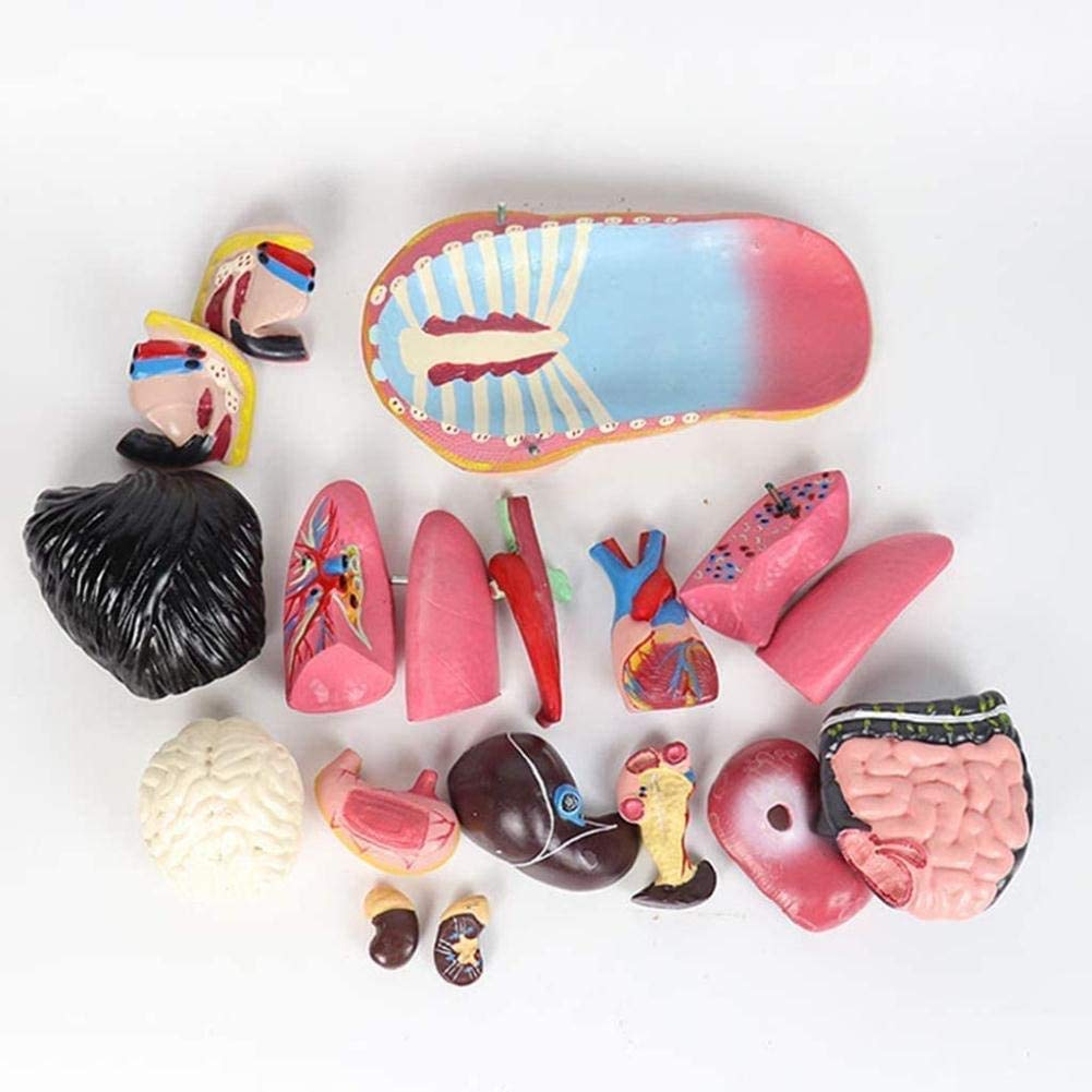 Médico del Modelo y de formación Manual de Modelos juegan 45cm Busto Femenino órganos Modelo de anatomía Humana y Partes de la anatomía del Cuerpo de Las niñas, la Pintura Moderna, 45cm,r...