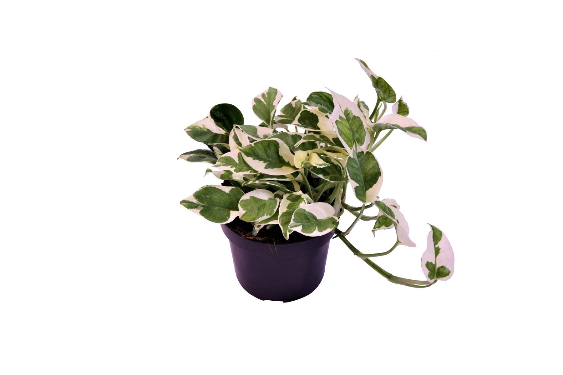 Epipremnum pinnatum 'N-Joy' 20-30 cm  wei panaschierte Efeutute   pflegeleichte Zimmerpflanze  luftreinigend & dekorativ  ideal fr  Wohnzimmer, Bro & Hngeampeln : Amazon.de: Garten