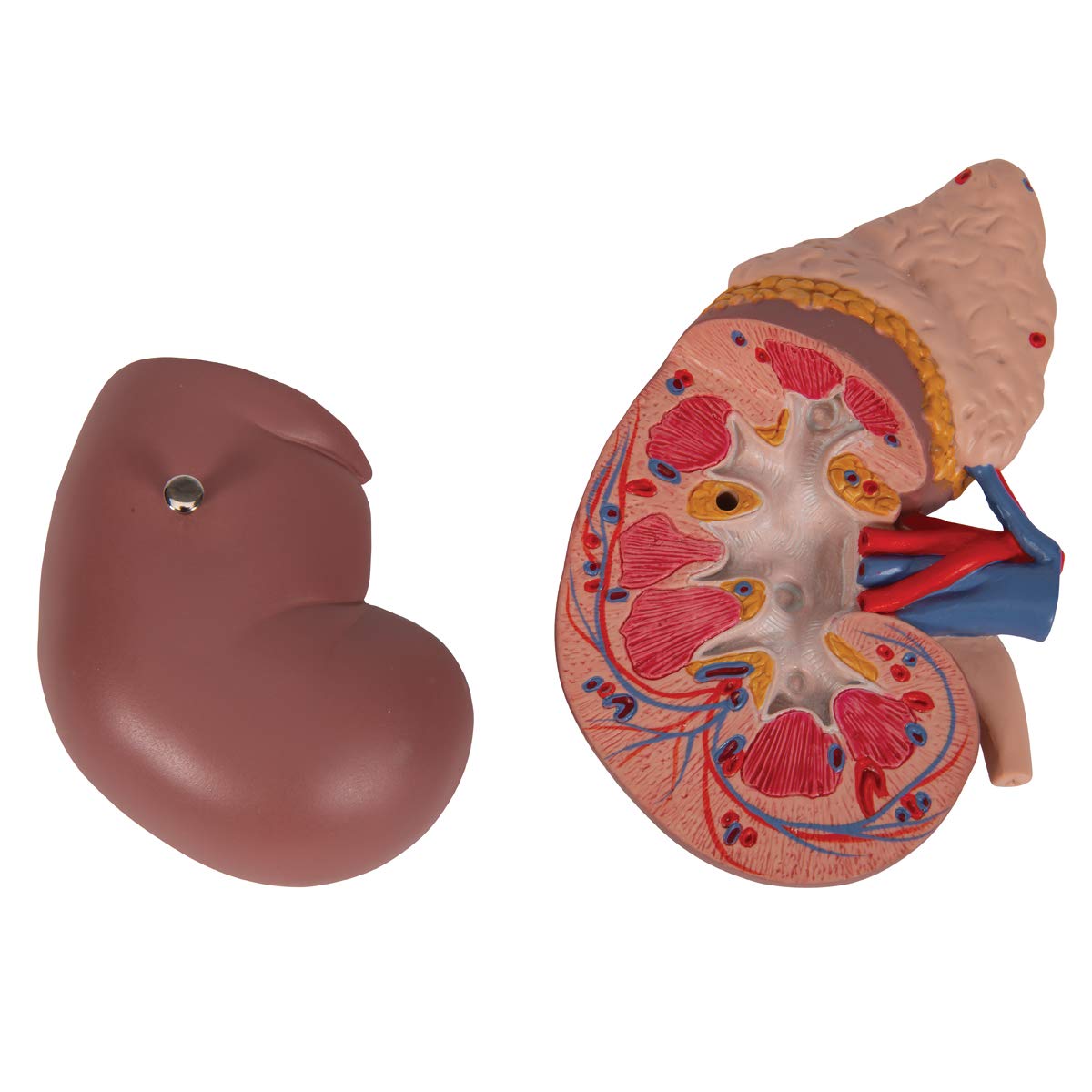3B Scientific Menschliche Anatomie - Nierenmodell mit Nebenniere + kostenlose Anatomie App - 3B Smart Anatomy, K12