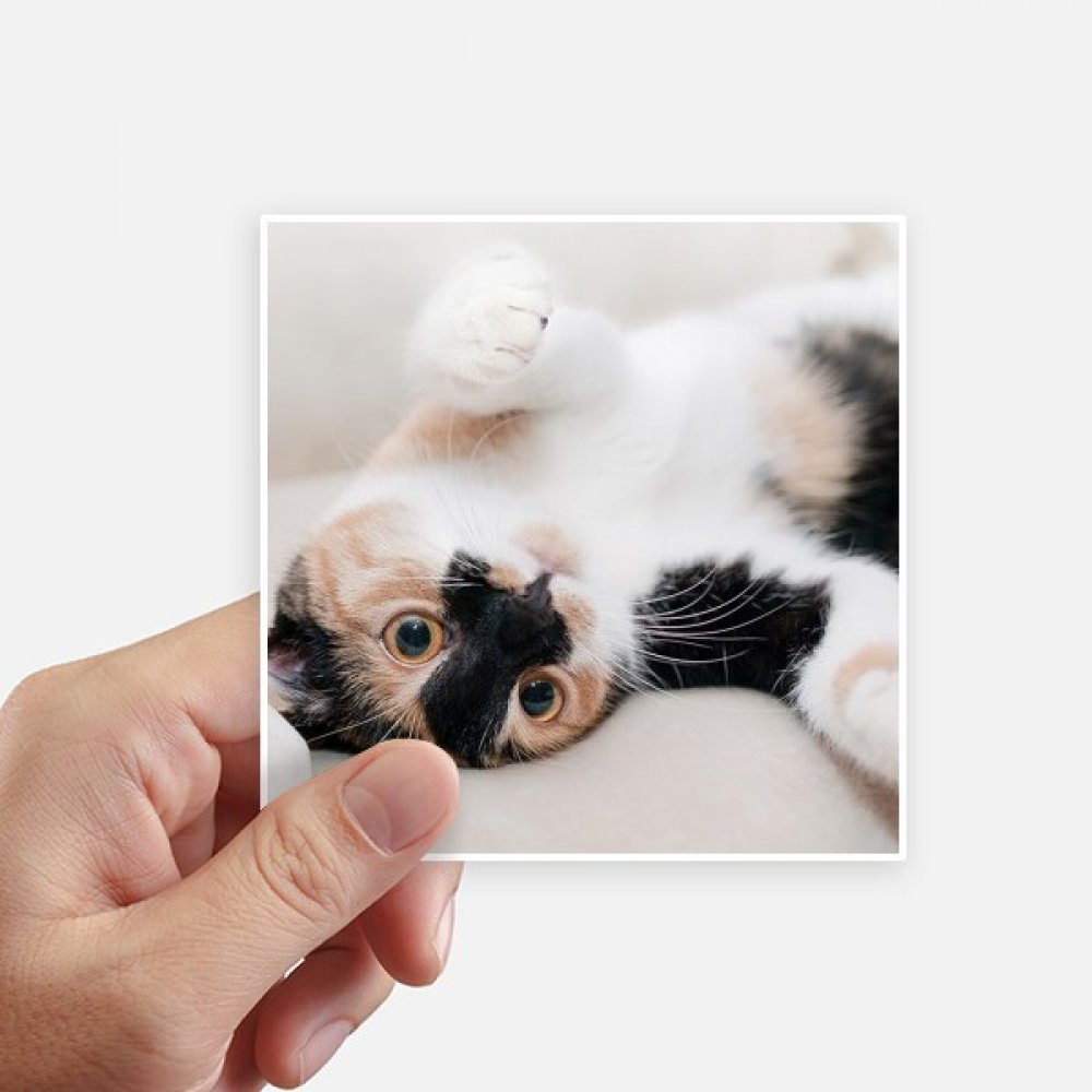 Sticker Kitty Cat Stripes pour masquer les rayures de valise et customiser un PC portable
