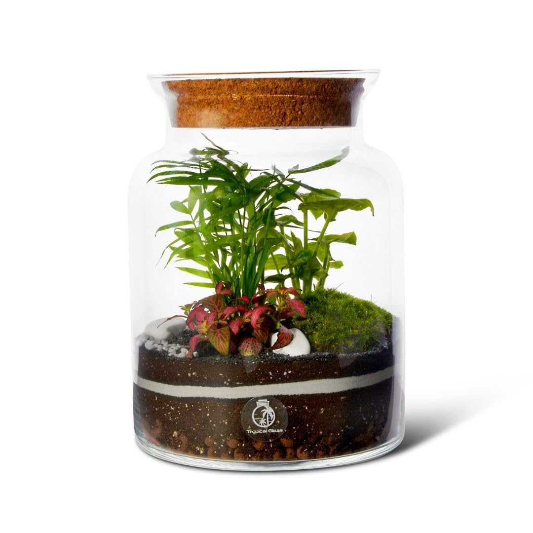 Complete DIY Terrarium Kit with 3 Live Plants & Moss (H: 25cm) Closed Glass Jar Ecosystem with Cork Lid – Indoor Gardening Gift for Adults & Beginners – Includes Substrates & Step-by-Step Instructions