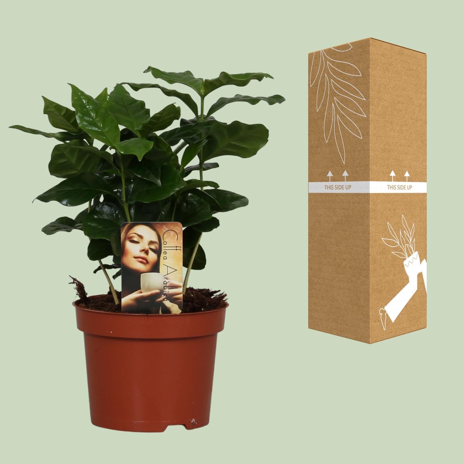 Pianta da Interno Coffea Arabica con Foglie Verdi, per Casa, Verde, Ø12cm