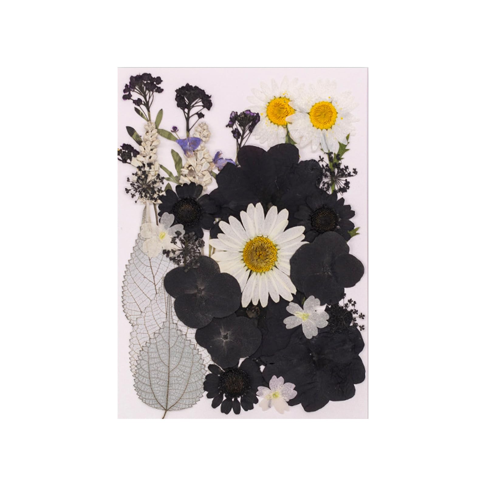 Jazuaiao 30Pcs Real Dried Flower Natural Plant Materials Accessories for Art and Plant Decoration Artistic Pressed Arrangement